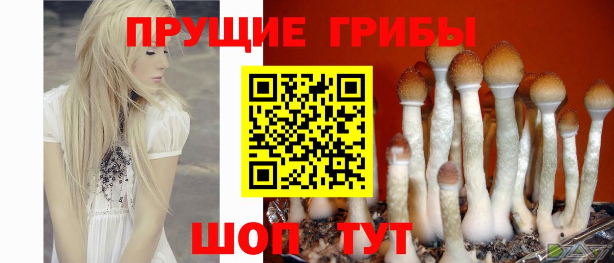 Галлюциногенные грибы Cubensis Печора